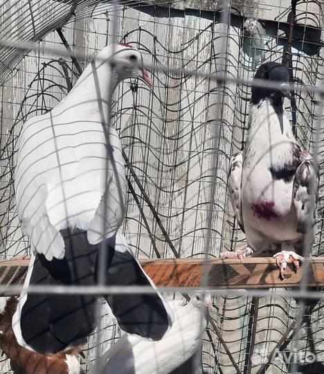 Продам бойных голубей