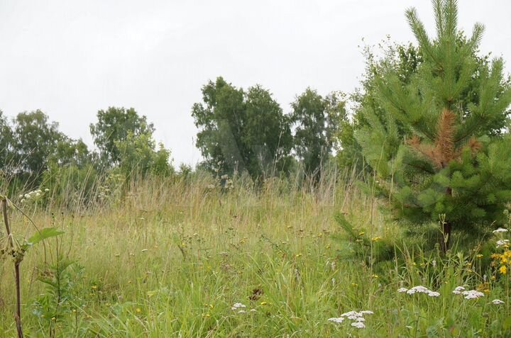 Участок 6 сот. (СНТ, ДНП)