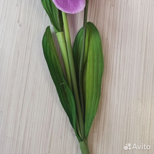 Ветки орхидеи