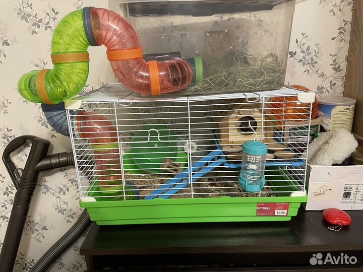 Джунгарский хомяк