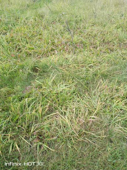 Участок 10 сот. (СНТ, ДНП)