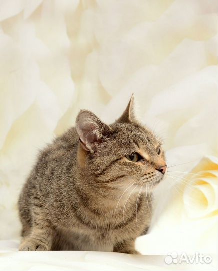 Кошечка в добрые руки