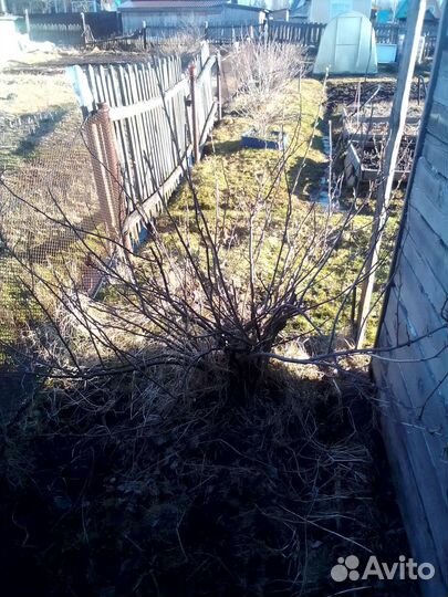 Саженцы черной смородины