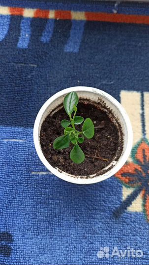 Муррайя метельчатая