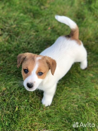 Джек Рассел терьер