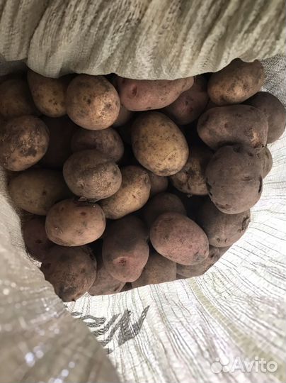 Картофель деревенский