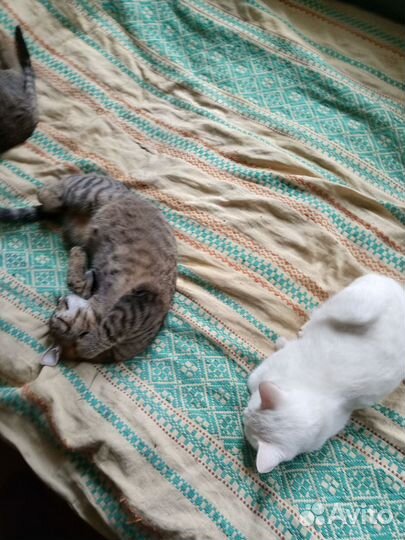 Отдам в добрые руки