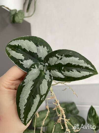 Сциндапсус Silver Prince