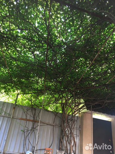 Цветы уличные