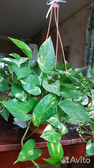 Продам цветы Эпипремнум (Лиана)