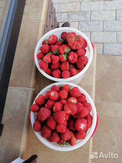 Рассада клубники 