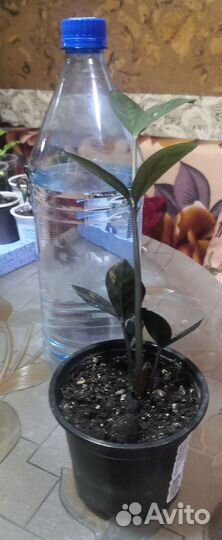 Замиокулькас равен черный