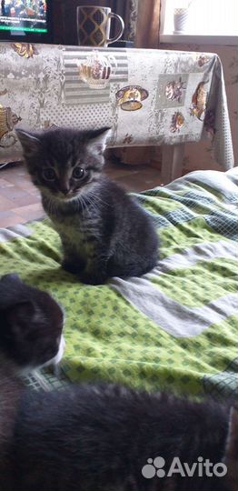 Котятки
