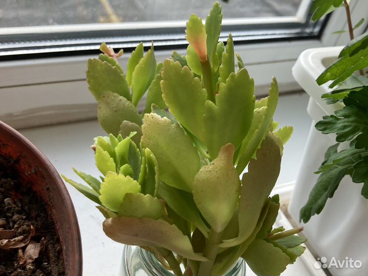 Каланхоэ цветущий