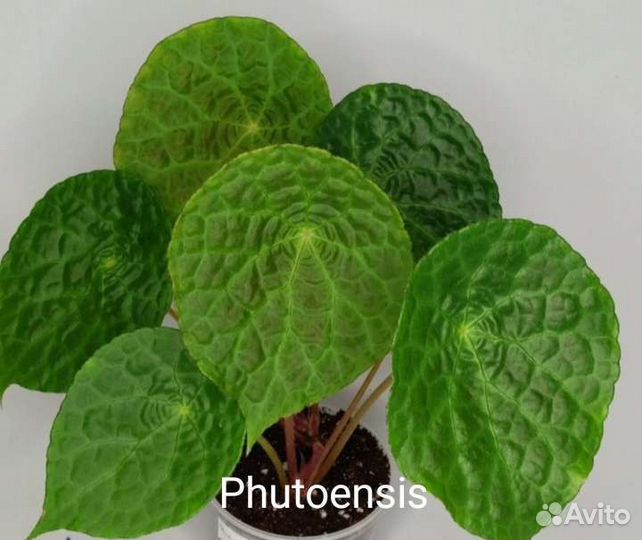 Бегония кейн