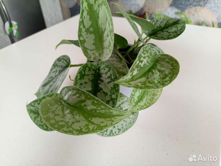 Сциндапсус пиктус треби