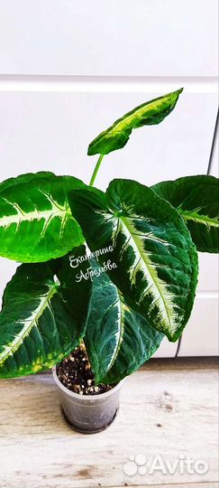 Сингониум Wendlandii Round Leaf