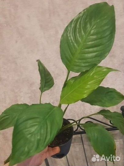 Спатифиллум / женское счастье