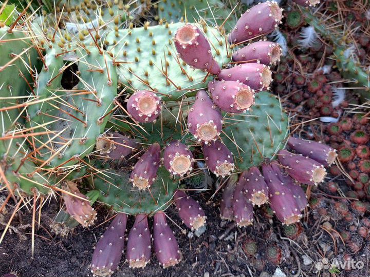 Семена опунции