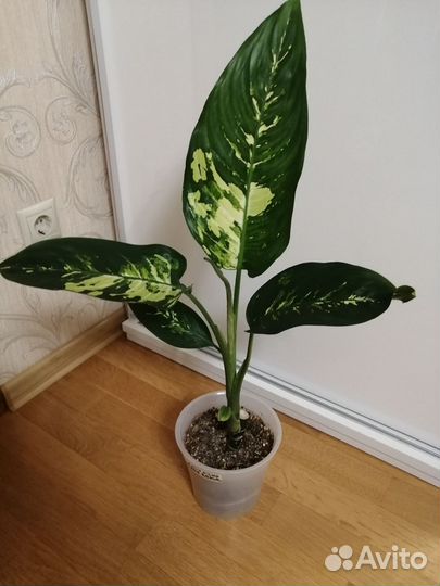 Комнатные цветы