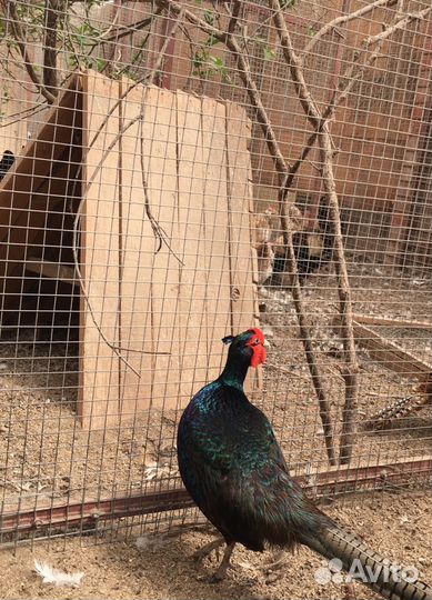 Цесарки молодые