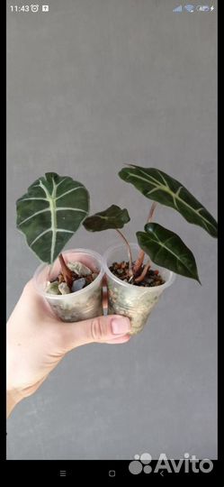 Разные растения