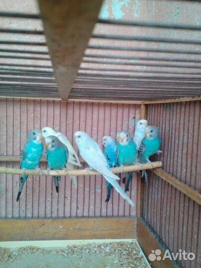Волнистые попугайчики