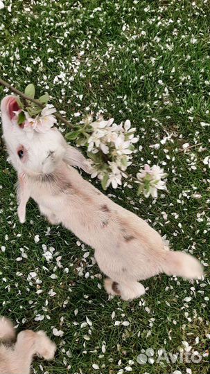 Козочки козлята