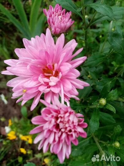 Хризантемы зимостойкие, многолетние