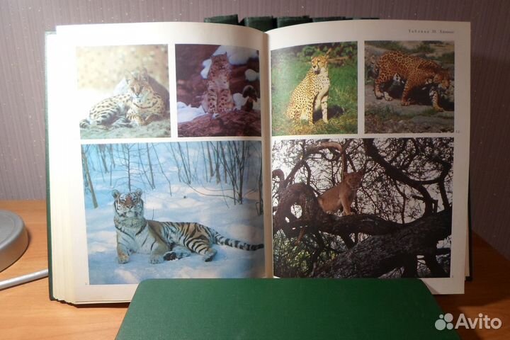 Энциклопедия 