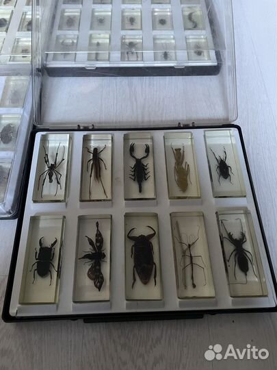 Насекомые и их знакомые Deagostini