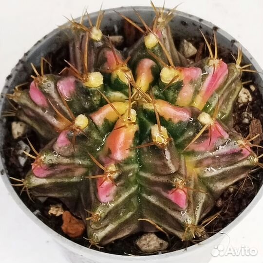 Gymnocalycium LB2178 Aqua Dulce hybrid