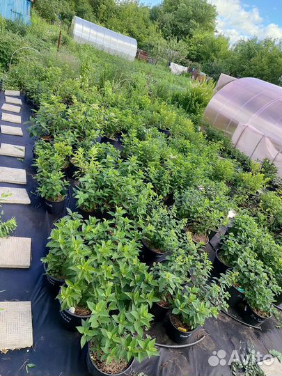 Гортензии метельчатые более 40 сорто