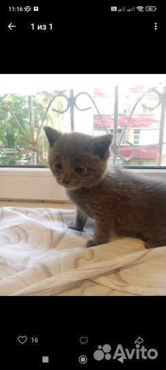 Котята (котенок)очень милые