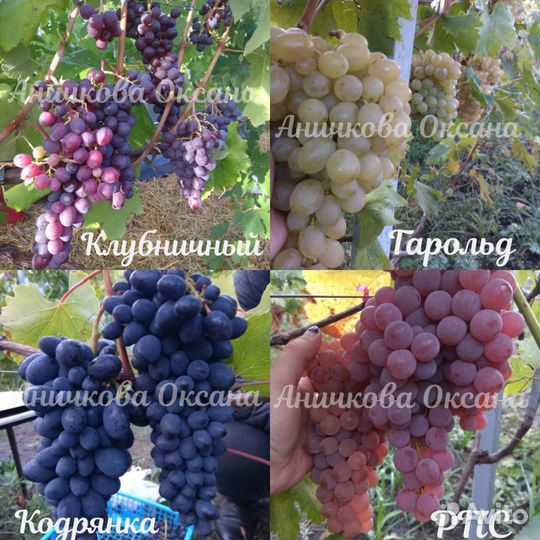 Саженцы и черенки винограда