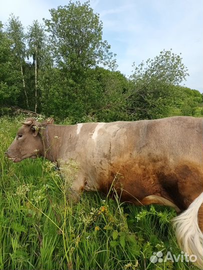 Коровы нетели