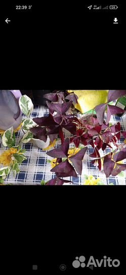 Кислица (оксалис)