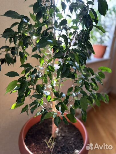 Фикус бенджамина