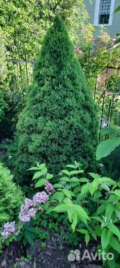 Ель канадская 