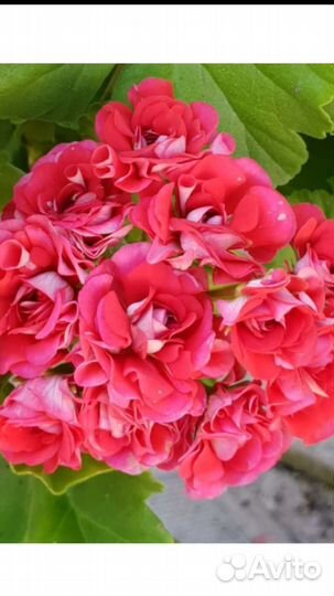 Пеларгония герань сортовая