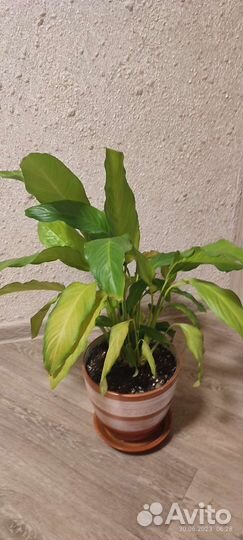 Спатифиллум