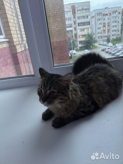 Кот