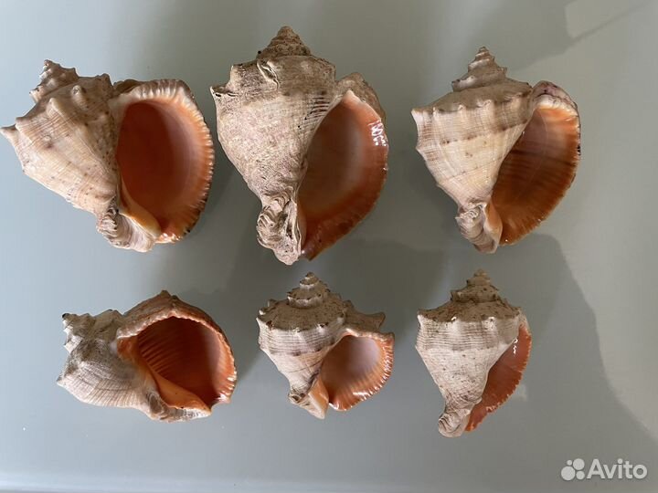 Ракушка 6шт