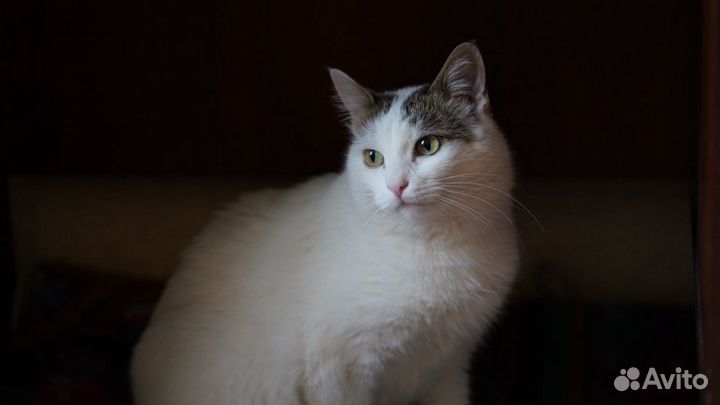 Мурка в добрые руки