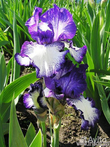 Ирисы бородатые сортовые