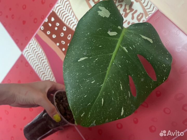 Монстера тайское созвездие