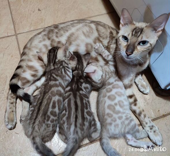 Бенгальская