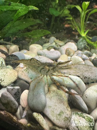 Креветка кольцерукая