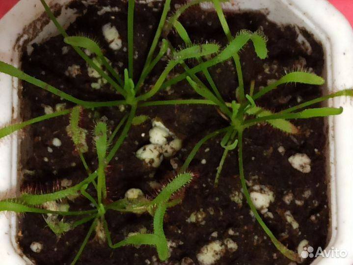 Росянка капская