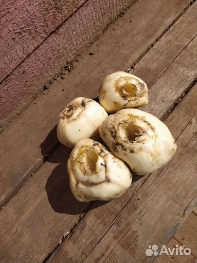 Луковицы рябчика императорского